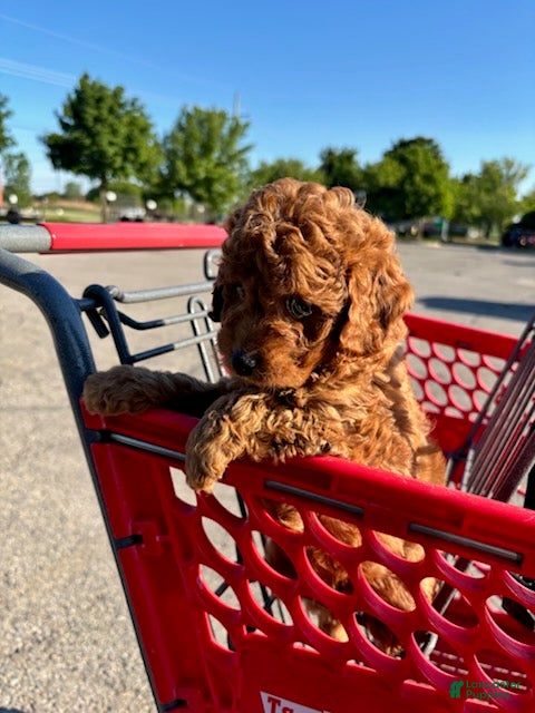 Mini Goldendoodle dogs for sale: Boy 1  - Ad 5