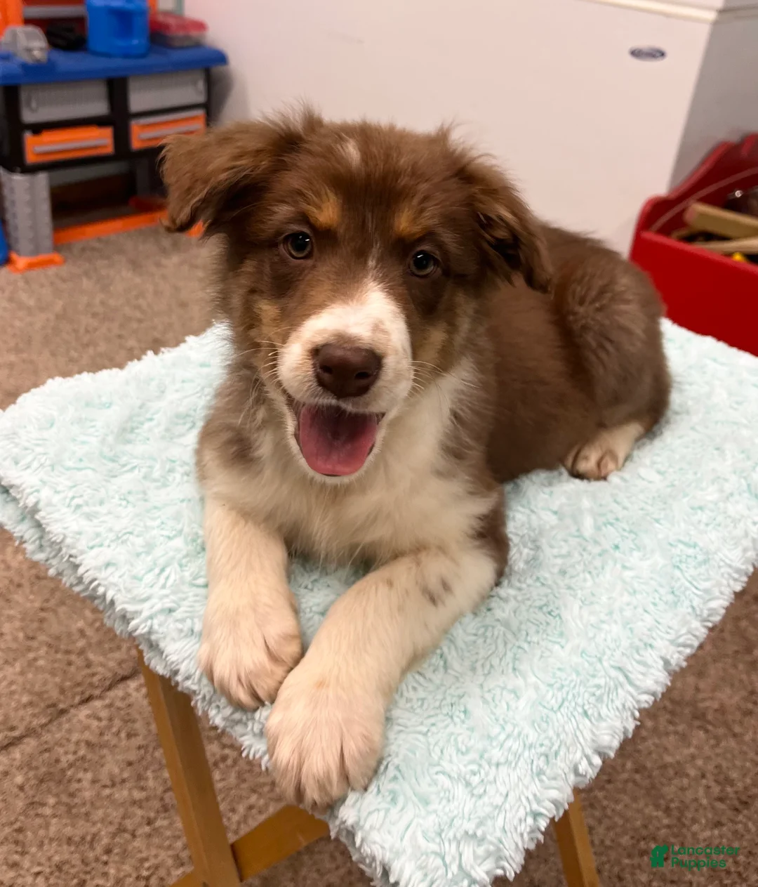 Australian Shepherd dogs for sale: Millie - Ad 2