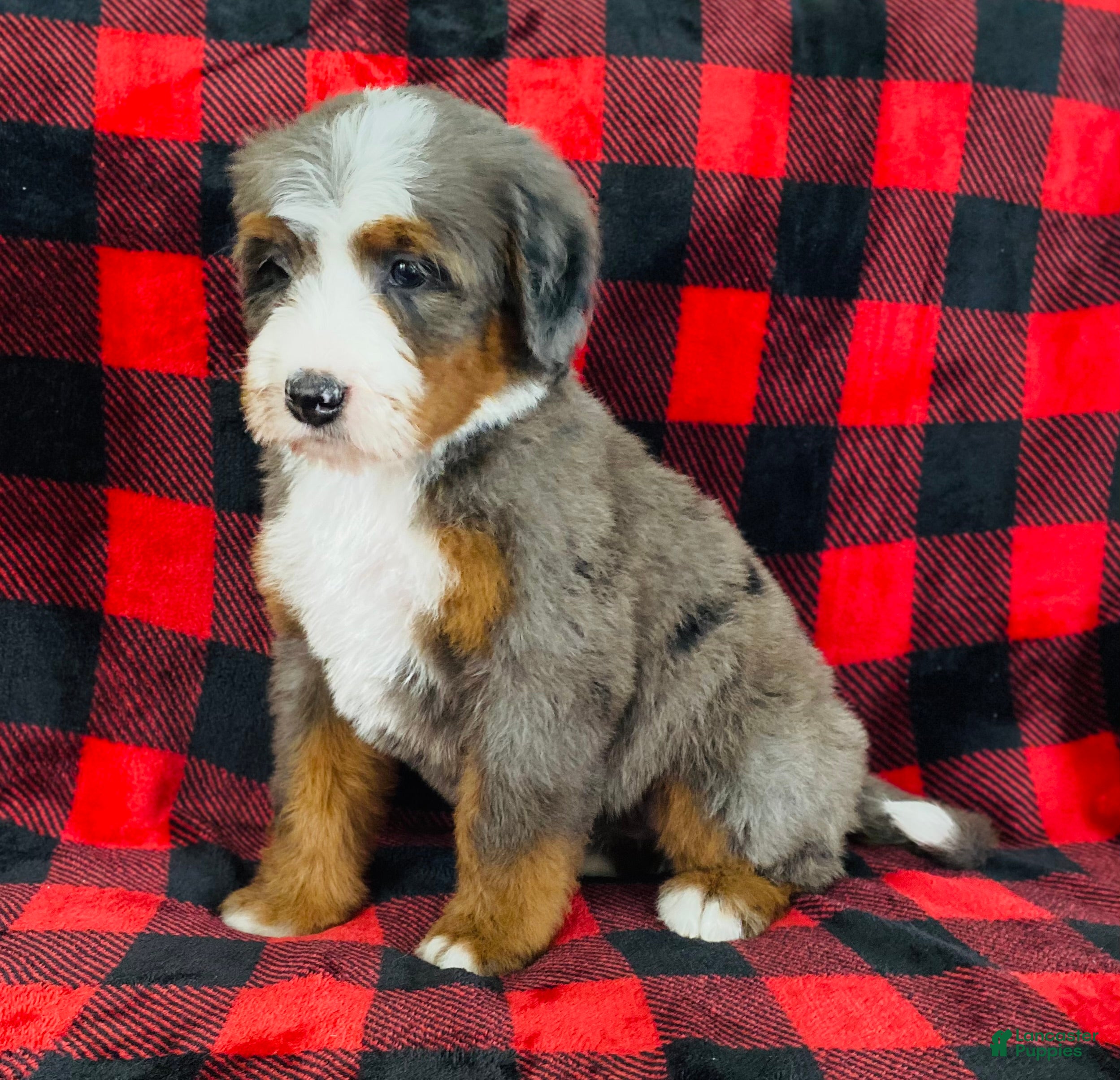 Bernedoodle dogs Penelope  - Ad 4