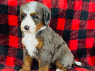 Bernedoodle dogs Penelope - Ad 10