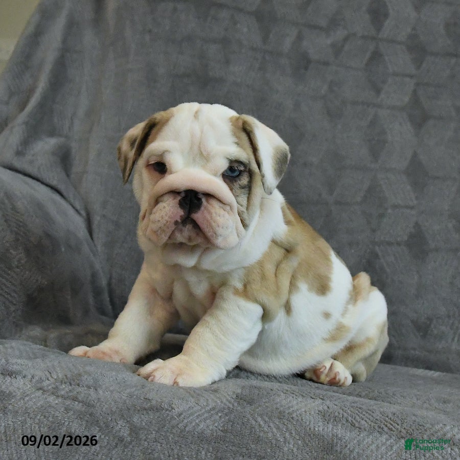 English Bulldog dogs Fawn - Ad 1