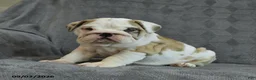 English Bulldog dogs for sale: Fawn - Ad 1