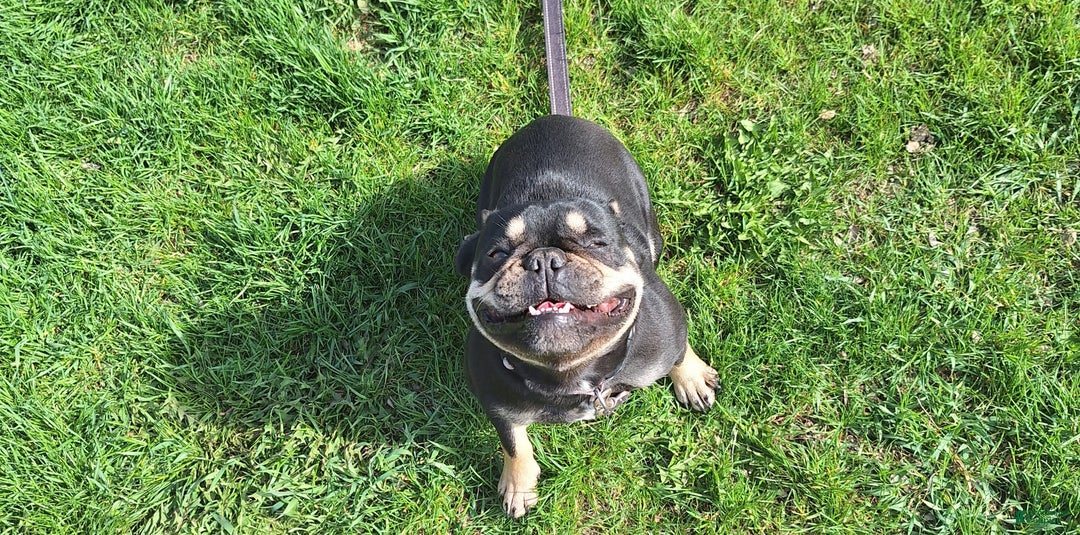 French Bulldog dogs for sale: French Bulldog Puppy 2 - Ad 5