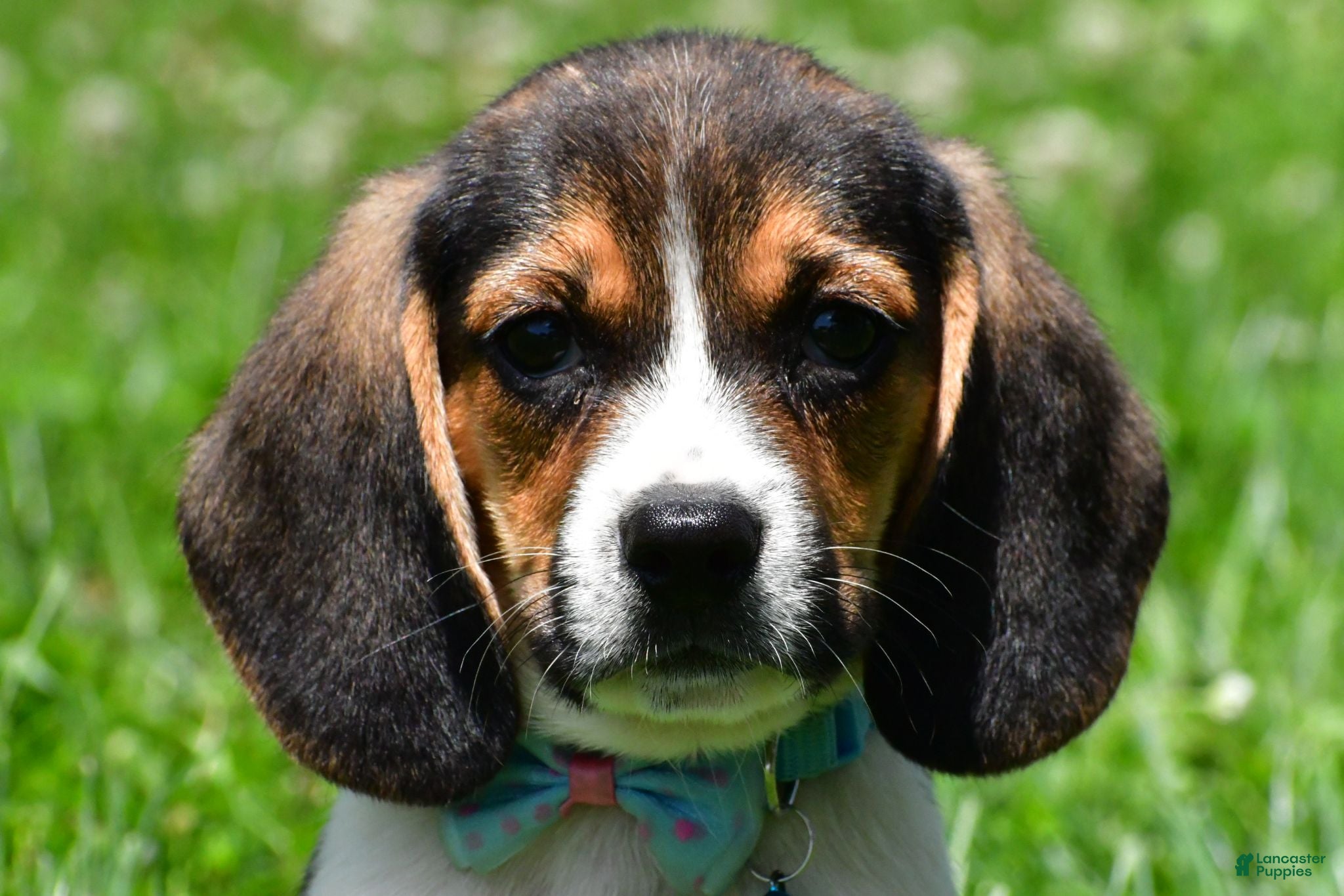 Beagle dogs Ved - Ad 1