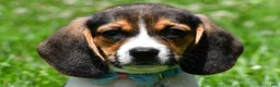 Beagle dogs for sale: Ved - Ad 1