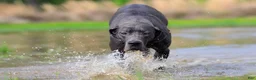 Great Dane dogs for sale: Theodora Stahltitan vom Bravohaus - Blue Euro Great Dane Girl - Ad 4