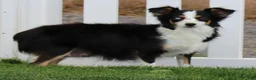 Toy Australian Shepherd dogs for sale: Indi red merle f - Ad 3