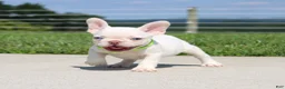 French Bulldog dogs for sale: Ace - Ad 3