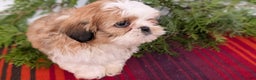 Shih Tzu dogs for sale: Bear - Ad 9