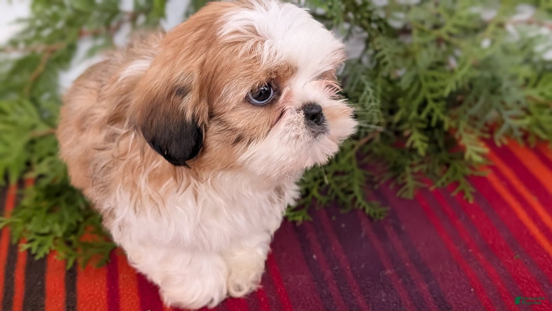 Shih Tzu dogs for sale: Bear - Ad 9