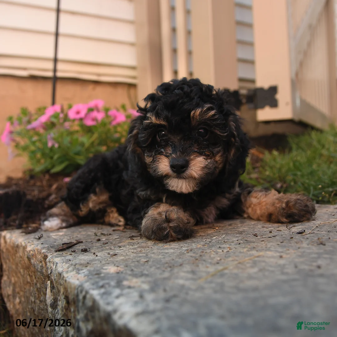 Toy Poodle dogs for sale: McGregory - Ad 3