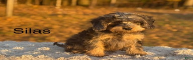 Silas