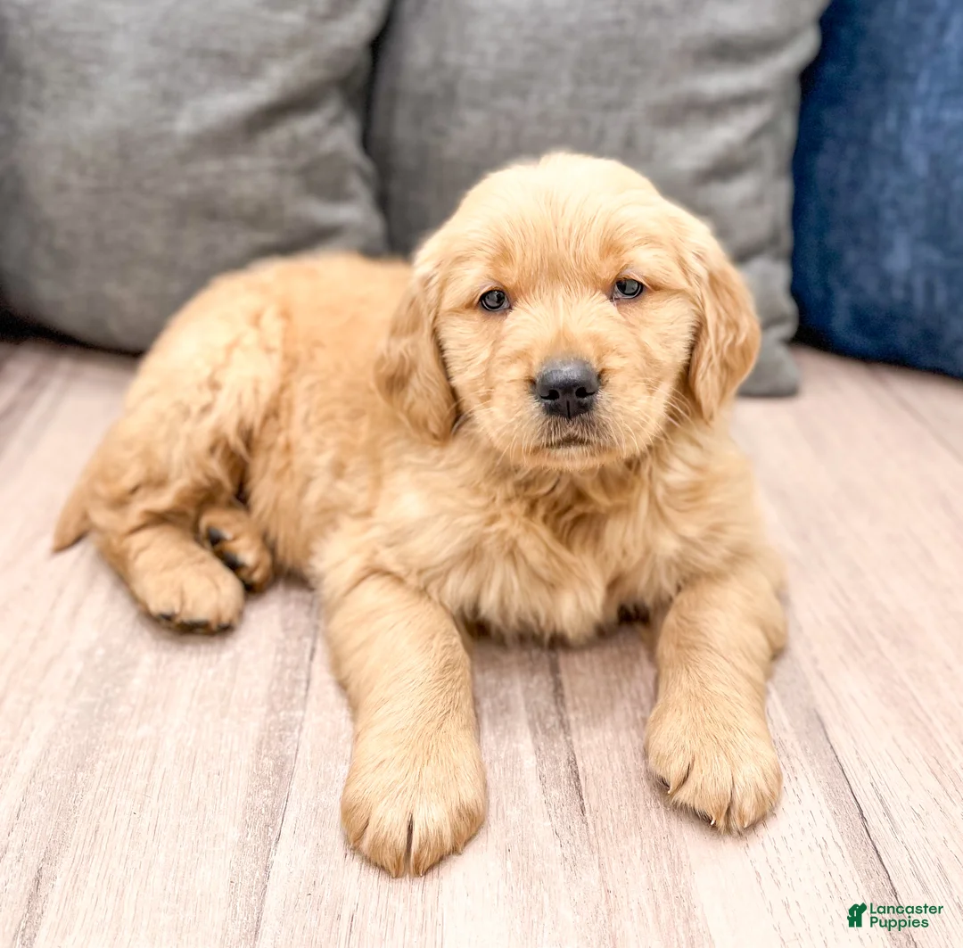 Golden Retriever dogs for sale: George - Ad 2
