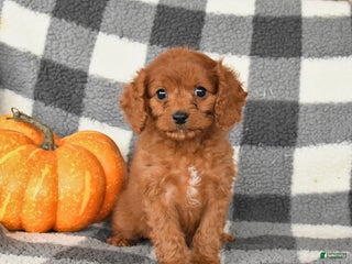 Cavapoo dogs - Ad 40