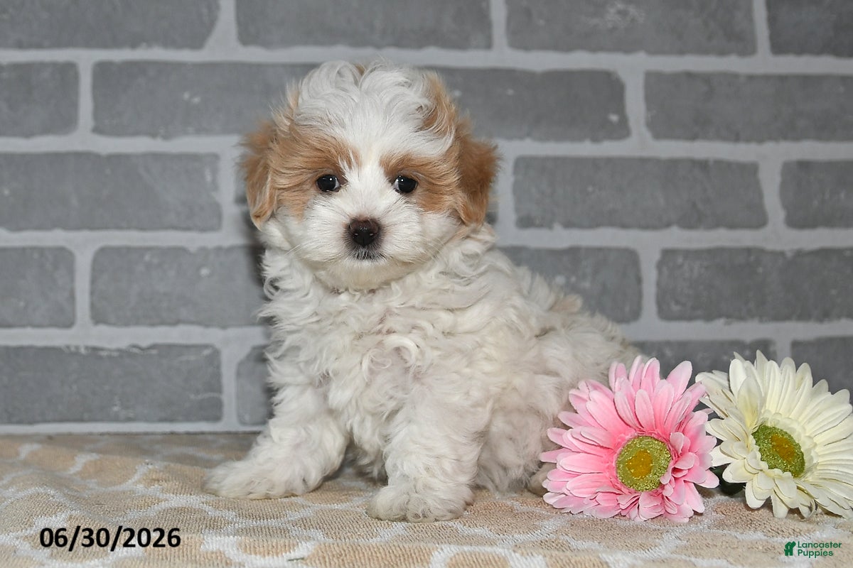 Maltipoo dogs Lenny - Ad 1