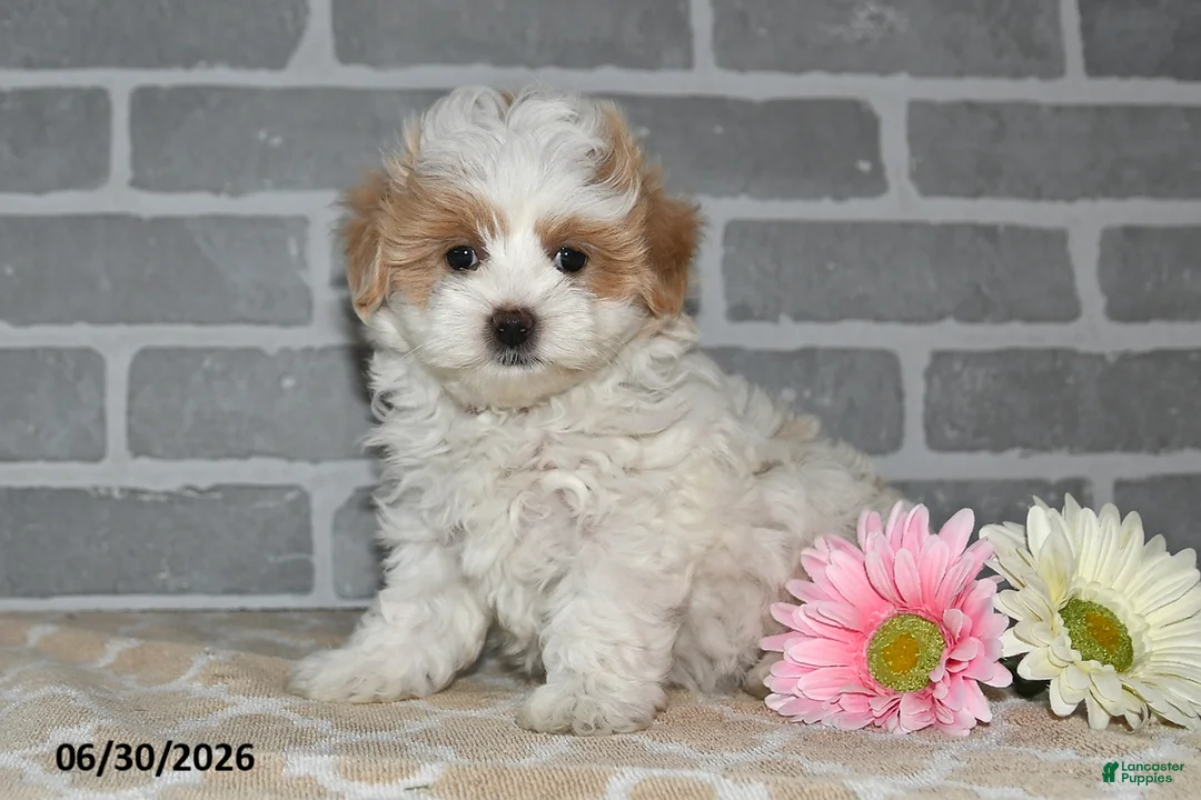 Maltipoo dogs for sale: Lenny - Ad 1