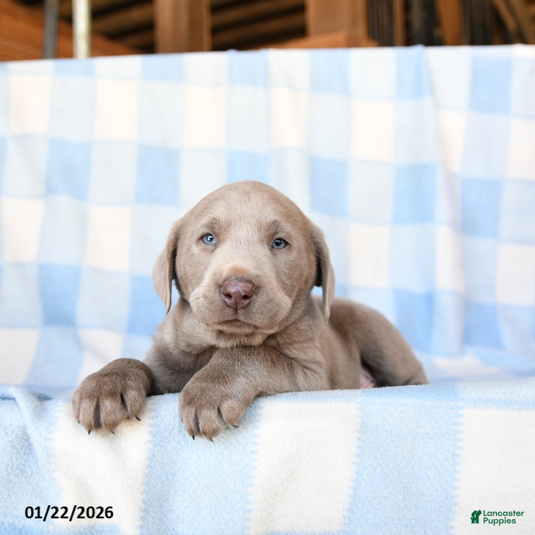 Labrador Retriever dogs for sale: Wolf  - Ad 2