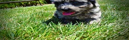 Havapoo dogs for sale: Indy - Ad 13