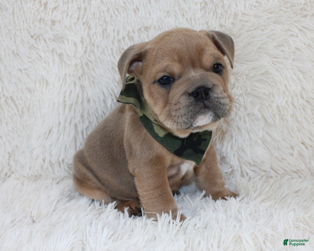 English Bulldog dogs for sale: Cash - Ad 3