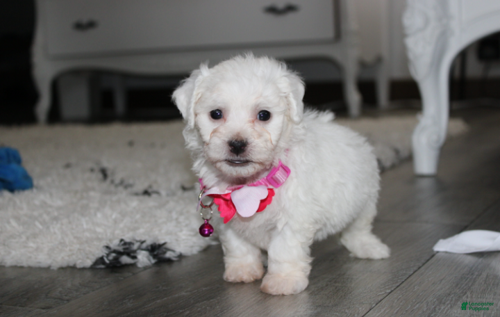 Bichon Frise (Bichon Frise, Female) in Millersburg, OH