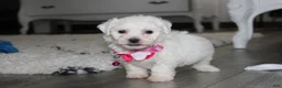 Bichon Frise dogs for sale: 🩷Jasmine🩷  - Ad 1