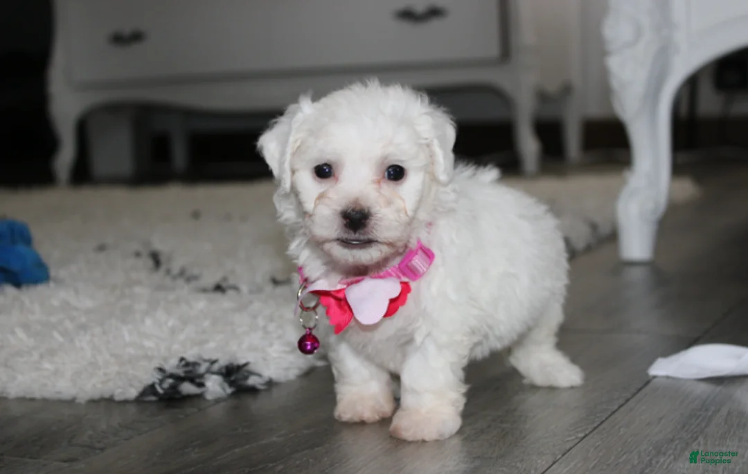 Bichon Frise dogs for sale: 🩷Jasmine🩷  - Ad 1