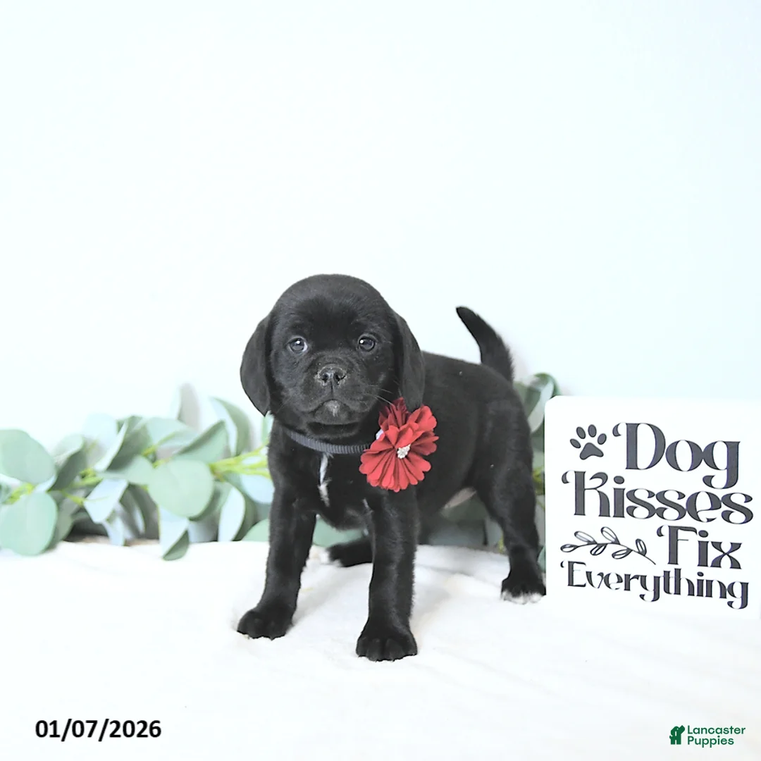 Puggle dogs for sale: Gabby - Ad 3