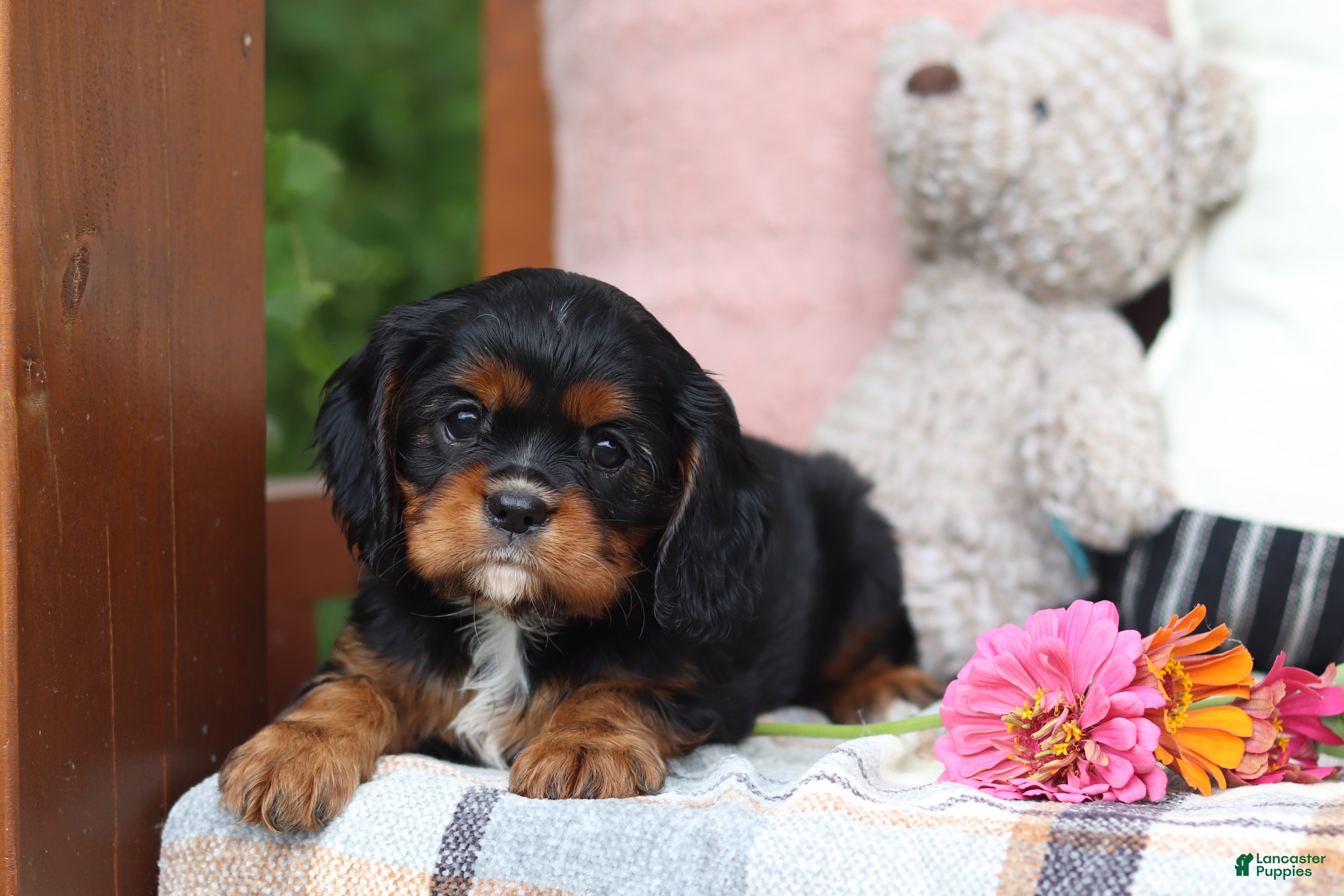 Cavalier King Charles Spaniel dogs for sale: Missy - Ad 2