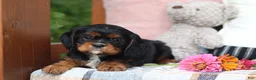 Cavalier King Charles Spaniel dogs for sale: Missy - Ad 1