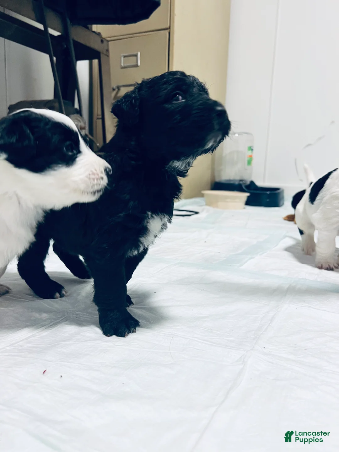 Mixed Breed dogs for sale: Henry - Ad 7