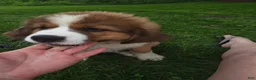 Mixed Breed dogs for sale: Marley - Ad 74