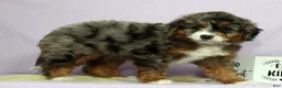 Mini Bernedoodle dogs for sale: Lexie - Ad 9