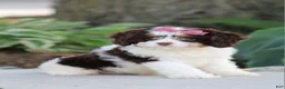 Cavapoo dogs for sale: Dana - Ad 5