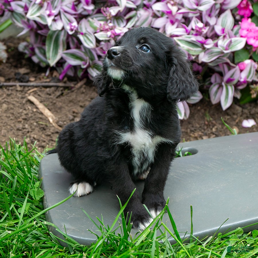 Bernedoodle dogs Barney - Ad 1