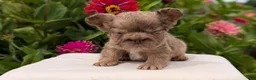 French Bulldog dogs for sale: Simba - Ad 9
