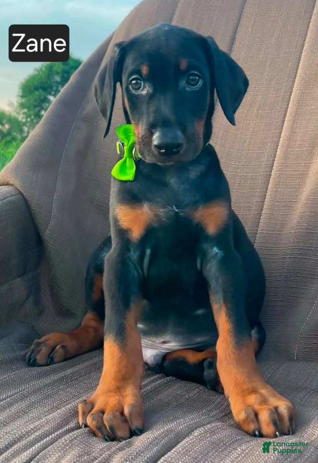 Doberman Pinscher dogs for sale: Zane - Ad 4