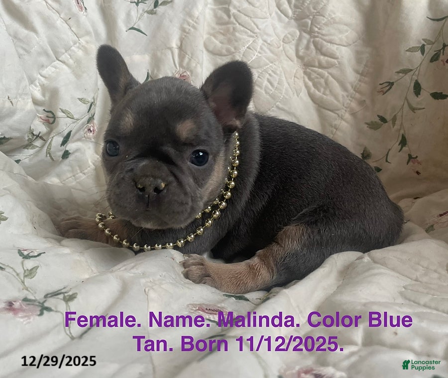 French Bulldog dogs Malinda - Ad 28