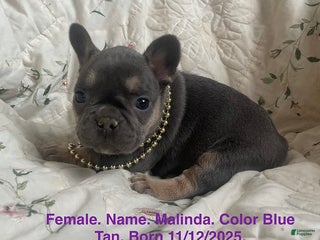 French Bulldog dogs Malinda - Ad 25