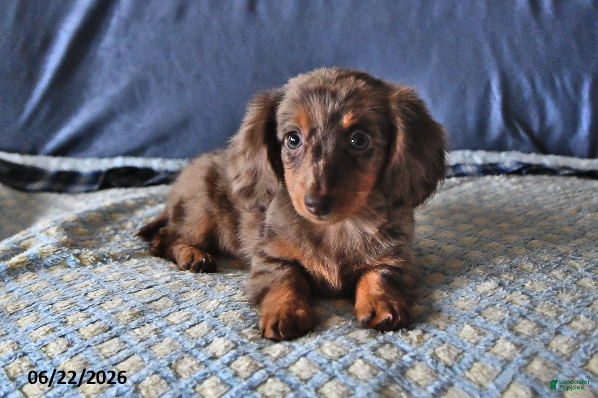 Miniature Dachshund dogs Molly - Ad 2