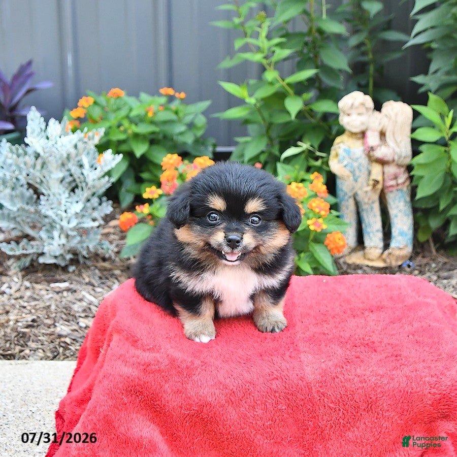 Mixed Breed dogs Muffin - Ad 1