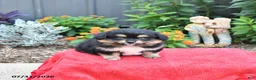 Mixed Breed dogs for sale: Muffin - Ad 1
