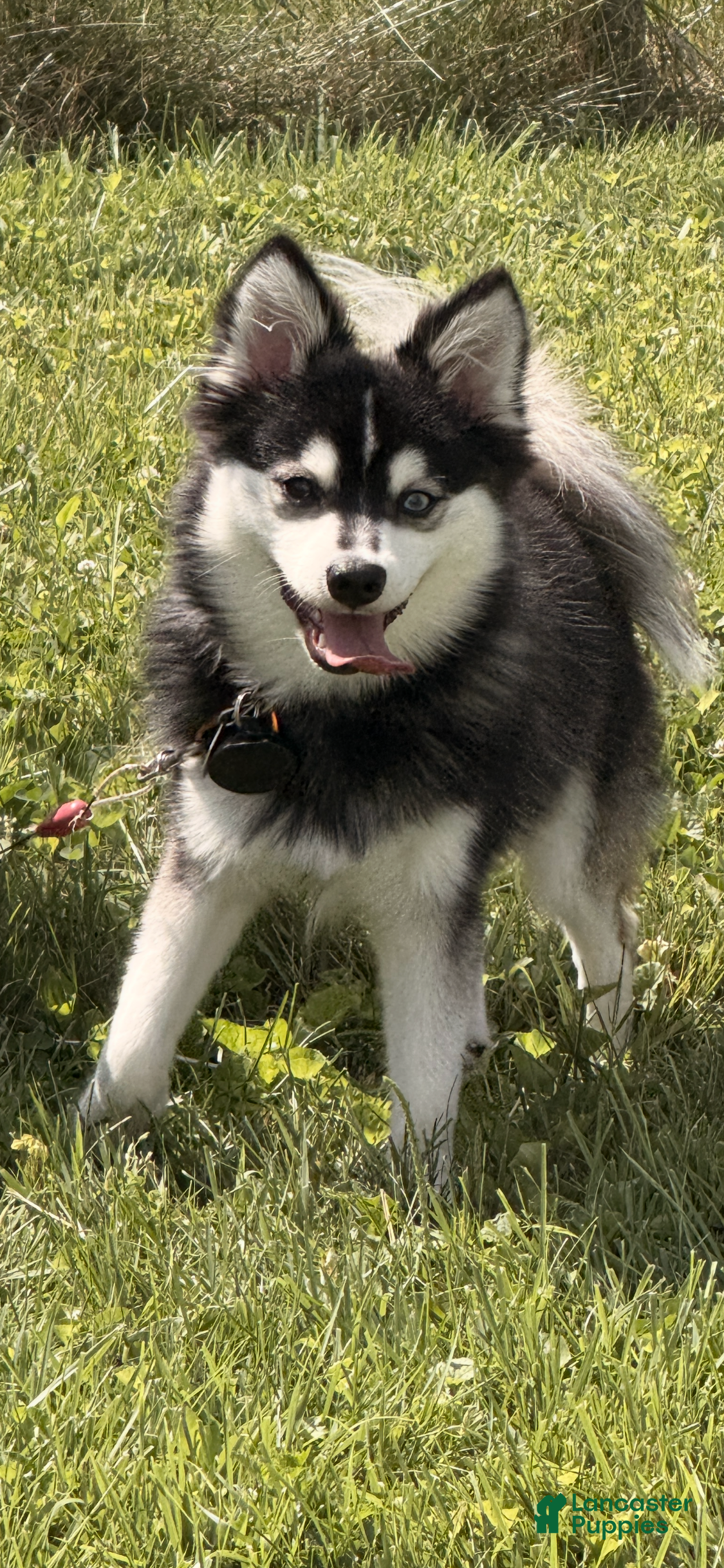Pomsky dogs Volfie/ Wolfie - Ad 30