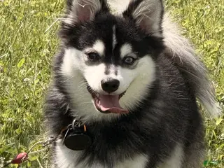 Pomsky dogs Volfie/ Wolfie - Ad 13