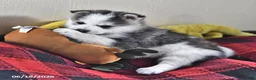 Pomsky dogs for sale: Asher - Ad 1