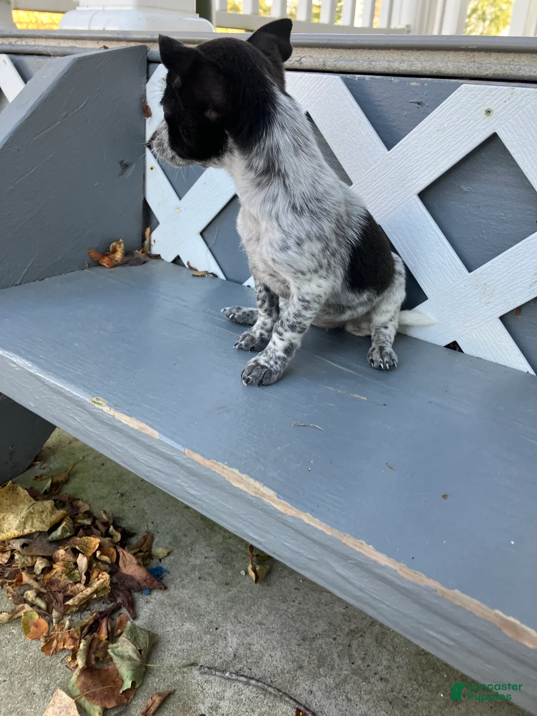 Chihuahua dogs for sale: Lizzy - Ad 1