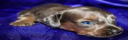 Dachshund dogs for sale: Penelope - Ad 6
