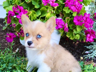 Welsh Corgi Pembroke dogs - Ad 39