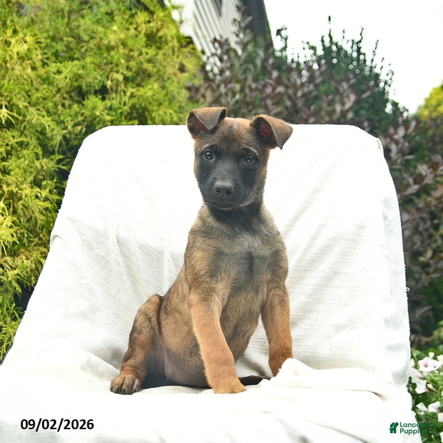 Mixed Breed dogs Mocha - Ad 1