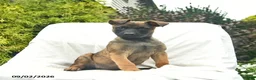 Mixed Breed dogs for sale: Mocha - Ad 1