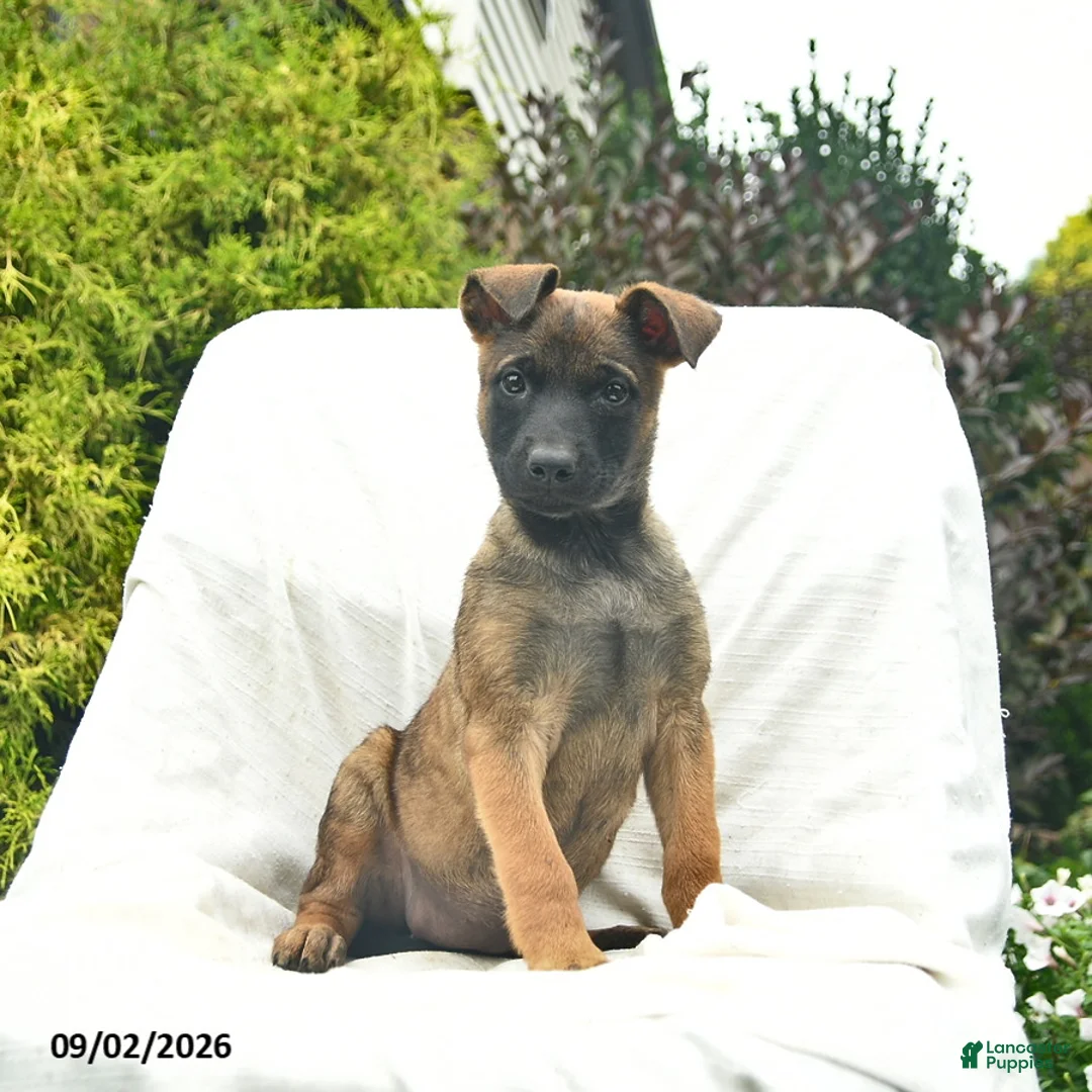 Mixed Breed dogs for sale: Mocha - Ad 1